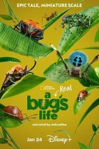 Настоящая жизнь жука 1 сезон смотреть онлайн